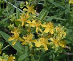 Image result for Sphaeranthus flexuosus