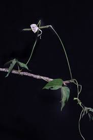 Image result for Vigna vexillata