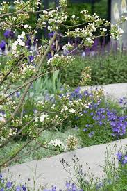 Daily Telegraph Garden Designed By Ulf Nordfjell Rhs Chelsea Flower Show 2009 Purple Flowers Includ Garden Inspiration Chelsea Flower Show Beautiful Gardens