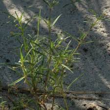 Image result for Oldenlandia fastigiata