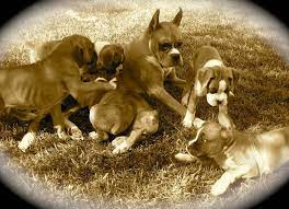 Bishop S Boxers San Diego Boxer Puppies Diego