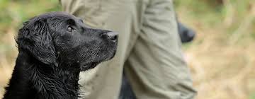 Image result for flat coated retrívr