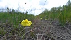 Image result for Xyris fugaciflora