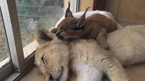 Yes, i chased my cats with a camera, even back then. The Intense Caracal Lion Grooming Session Caracal Kittens Funny Animal Videos Funny Animals