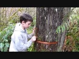 Collecting Western Red Cedar Bark Youtube Western Red Cedar Red Cedar Cedar