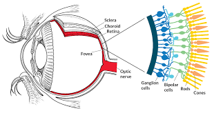 How To Rewire The Eye Matter Science Science Gene Therapy