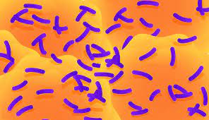 Faecalibacterium Prausnitzii An Anti Inflammatory Gut Microbe