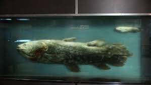 Coelacanth Fish Once Believed To Be Extinct Found Alive In Indian Ocean World News The Indian Express