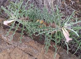 Image result for Pterodiscus elliottii