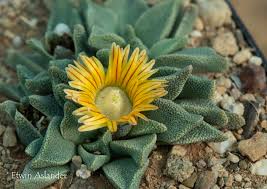 Image result for Nananthus