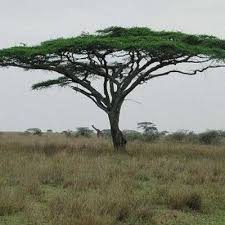 Image result for Acacia sieberiana