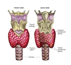 This usually results in a generalized over activity of the thyroid gland (hyperthyroidism). What Is Grave S Disease Sbs Life