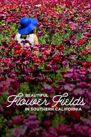 Effortless annual flowers for spring and summer. 11 Beautiful California Flower Fields You Must Visit This Spring