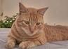 Arabian Mau Cat Breed Information and Pictures - PetGuide