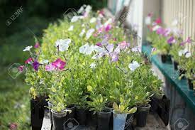 Buy small pots at affordable price from 2 usd — best. White And Purple Flowers In Small Pots Prepared To Grow In Garden Stock Photo Picture And Royalty Free Image Image 98541080