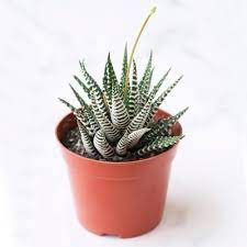 Haworthia Zebra Plant Care Guide Succulents Box Zebra Plant Plant Care Snake Plant Care