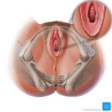 Als knubbel an der schamlippe oder scheide bezeichnet man eine abgekapselte ansammlung von eiter im gewebe. Bartholin Druse Anatomie Und Klinik Kenhub