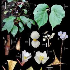 Image result for Begonia meyeri-johannis