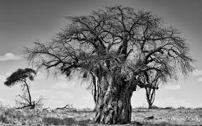 Image result for Tessmannia