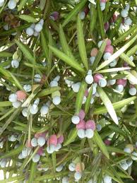 Image result for Afroqueta capensis