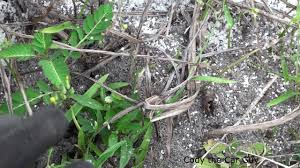 According to this misconception, ants feed on the cornmeal, then it progressively builds up within the ant's digestive tract until it obstructs it and. Fact Or Fiction Corn Meal Or Grits Kills Ants Youtube