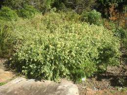 Image result for Gnidia inconspicua