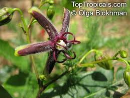 Image result for Periploca