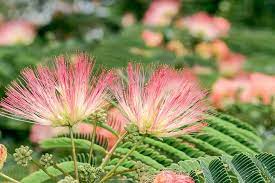 Check spelling or type a new query. Albizia Julibrissin Silk Tree