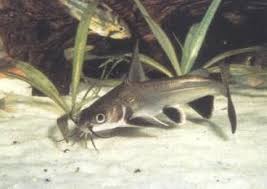 Blackfin Shark Shark Aquarium Sharks Catfish