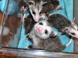 A mother opossum can be easily identified, because she often carries opossum babies in her pouch or on her back. Help For Baby Opossums Walden S Puddle