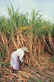 2 growing and harvesting sugar cane. 12 Best Sugar Cane Plant Ideas Sugar Cane Plant Sugar Cane Sugarcane