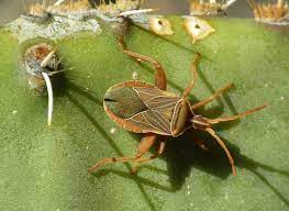 You can also try fungicides, but they usually fail to treat. Meet The Insects That Could Damage Your Cacti Agave Yucca Texas Standard