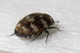 Shop our wide selection of area rugs and carpets online. Carpet Beetle Terminator Pest Control