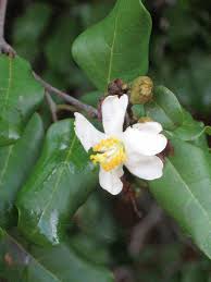 Image result for Sabicea bequaertii