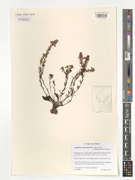 Image result for Aeollanthus subacaulis