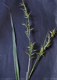 Image result for Cymbopogon pospischilii