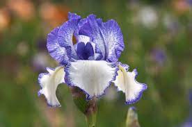 Bearded Iris Plant Profile