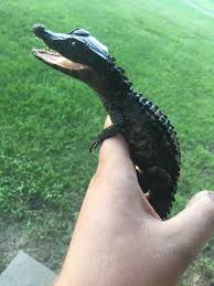 Maybe you would like to learn more about one of these? Little Guy Has Come Along Way In My Care Smooth Fronted Dwarf Caiman Reptiles