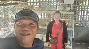 Ready to lay ( RTL ) Chicken Cage & Poultry equipment