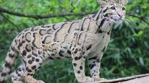 Raya kamojang km 3, samarang, garut, jawa barat telepon: 10 Daftar Harga Kucing Hutan Terbaru Dan Terlengkap