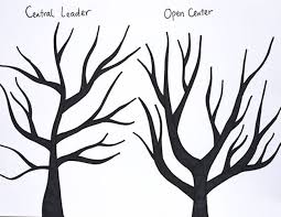 The basic process as illustrated in the figure below consists of. The Complete Guide To Pruning Fruit Trees Lady Lee S Home