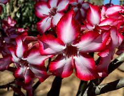 Image result for Adenium multiflorum