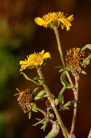 Image result for Guizotia scabra
