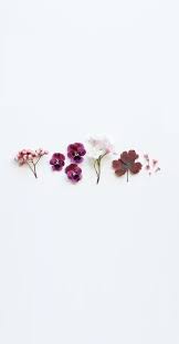 Dried Flowers Flower Iphone Wallpaper Flower Phone Wallpaper Flower Aesthetic