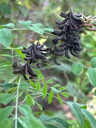 Image result for Indigofera subulata