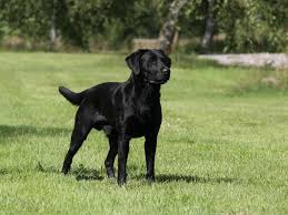 Moren er en formel 1 labrador og faren er en blanding mellem en ft springer og cocker. Formel 1 Labrador Hvad Er Det