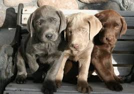 Check spelling or type a new query. Charcoal Silver And Chocolate Lab Puppies Lab Puppies Chocolate Lab Puppies Puppies