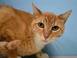 What My Friends At Ohs Say About Me Cheek And Chin Scratches Make Me So Happy Playtime Is Essential I Best Interactive Cat Toys Interactive Cat Toys Cat Toys