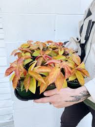 Image result for Pereskia aculeata