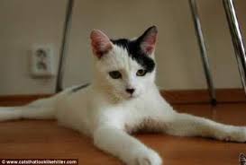 Image result for kitler